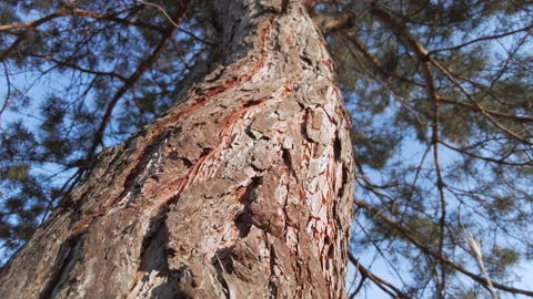 Bottom View of the Trunk and Bark of a Pine Tree Stock Footage 146518481