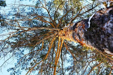 Bottom view of the trunk and branches of a pine tree Stock Photos