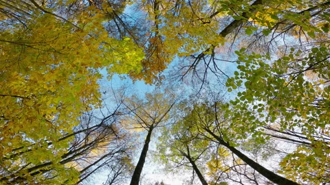 Bottom view of trunks and crowns of the trees. Autumn in the forest.  Video stock 166175507