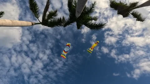Bottom view of two colorful rectangular kites fly high between palm trees. Stock Footage 308051570