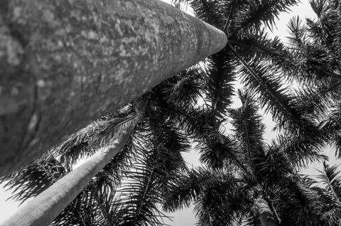 Bottom view under palm tree raise on clear sky Stock Photos