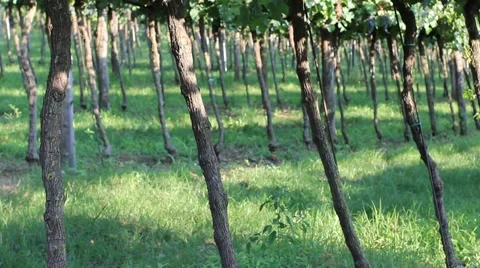 Bottom view of a vineyard in Veneto 스톡 동영상 67621850