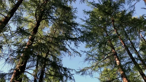 Bottom view of a walking across a swiss pine forest Stockbeeldmateriaal 229438043