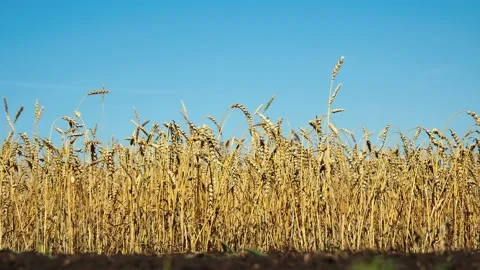 Bottom view of the wheat field Stock Footage 160410353