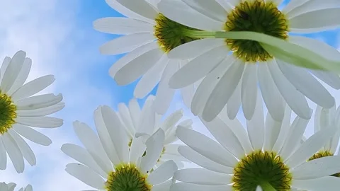 Bottom view of white daisies. Chamomiles against blue sky. Summer background Stock Footage 157560113