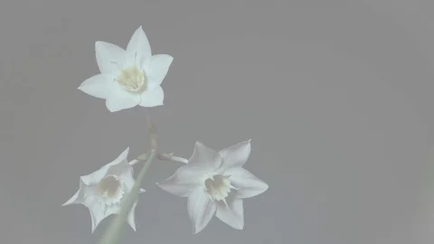 Bottom view of white flower buds. Video stock 121933144