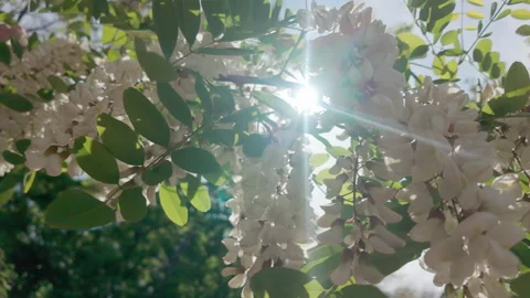 Bottom-up view of white flowers on blooming White acacia or Black locust, Stock Footage 320312505