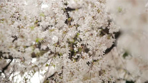 Bottom up view of the white flowers of fruit tree 스톡 동영상 62446032