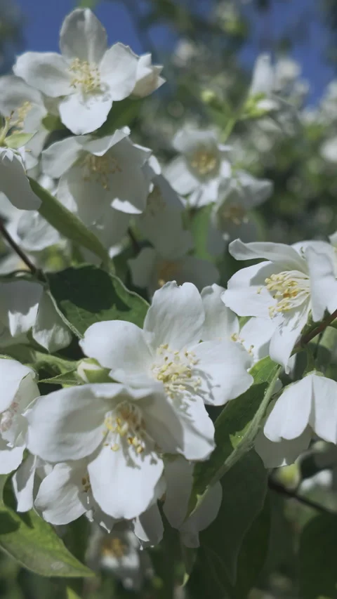Bottom view of white Mock Orange sways in breeze under bright sunlight on spring Vídeos de archivo 337448844