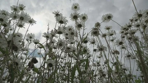 Bottom view on wild daisies flowers after the rain, beautiful blooming summer Stock-Footage 79432987