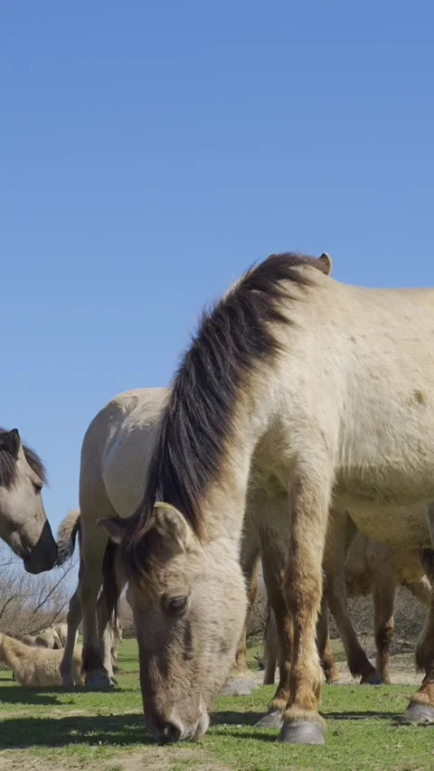 Bottom view on wild horses grazing in meadow, curious horse look at camera Vidéo 289978997