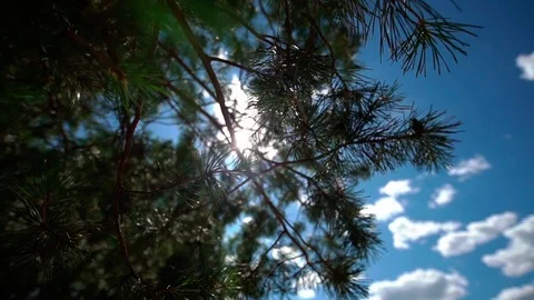 Bottom view, wind shakes coniferous tree branches. Cloudy sky on the background. Видео 123712906