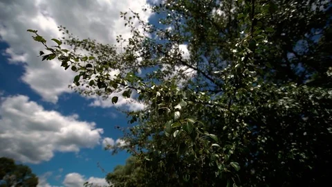 Bottom view, wind shakes tree branches. Cloudy sky on background. Slow motion Stock Footage 123712823