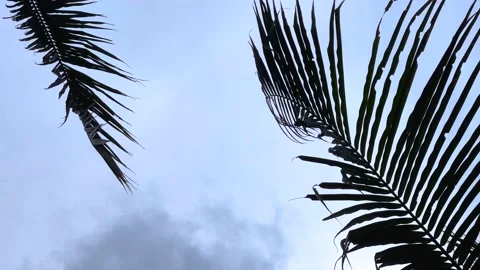 Bottom view of wind swaying palm leaves against blue sky, tropical background 4k 動画素材 202084986