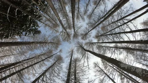 Bottom view in the winter forest. Trees seen from bottom to top on a winter day. Stock-Footage 150556020