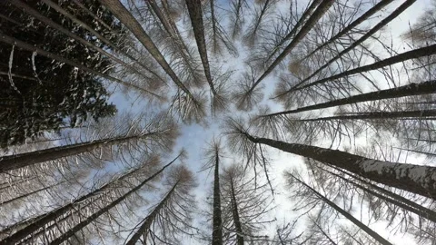 Bottom view in the winter forest. Trees seen from bottom to top on a winter day. Stock Footage 150599969