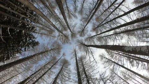Bottom view in the winter forest. Trees seen from bottom to top on a winter day. Stock-Footage 150608598