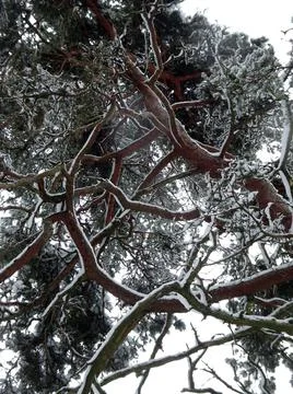 Bottom up view of winter snow-covered pine trunks and branches, selective focus. Stock Photos