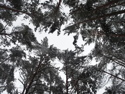 Bottom up view of winter snow-covered pine trunks and branches, selective focus. Stock Photos
