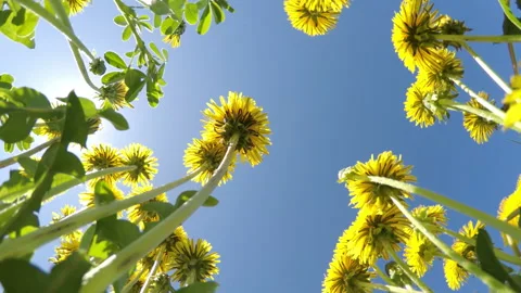 The bottom view on yellow dandelions on against the background of the blue Video stock 90868181