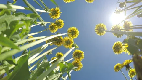 The bottom view on yellow dandelions on against the background of the blue Video stock 90868415