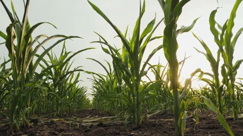 Bottom view of young ripening cornfield at sunset Stock Footage 273244773