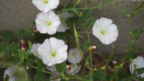 In the bottom of the wall ivy plants and flowers, Stock Footage 109969810