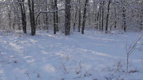  Bottom-Up Of Winter Forest . Winter Landscape.  Stock Footage 122857321