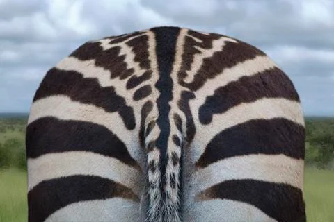Bottom of a zebra Stock Photos