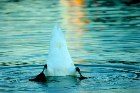 Bottoms up Stock Photos