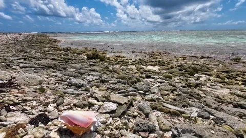 BOTUTO pink conch shell on tropical BEACH with stones, PAN RIGHT , Los Stockbeeldmateriaal 286353021