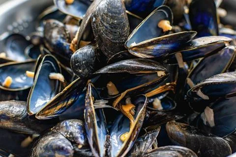 Bouchot mussels from Brittany, empty shells, shellfish rich in omega 3, hea.. 库存照片