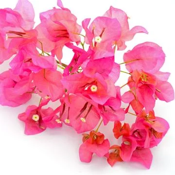 Bougainvilea Stock Photos