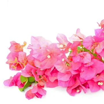 Bougainvilea Stock Photos