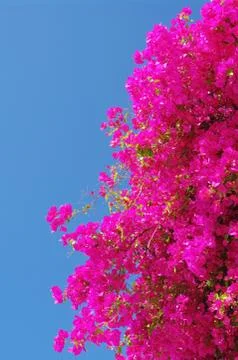 Bougainvilla Stock Photos