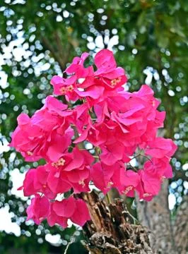 Bougainvilla. Stock Photos