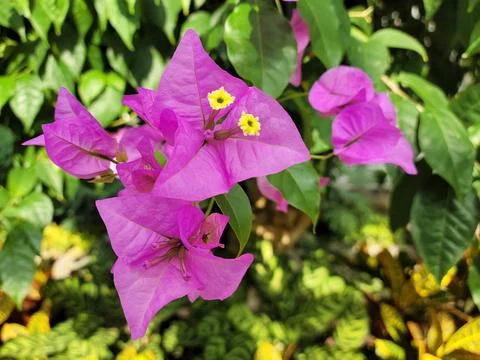 Bougainvillea 2 Stock Photos