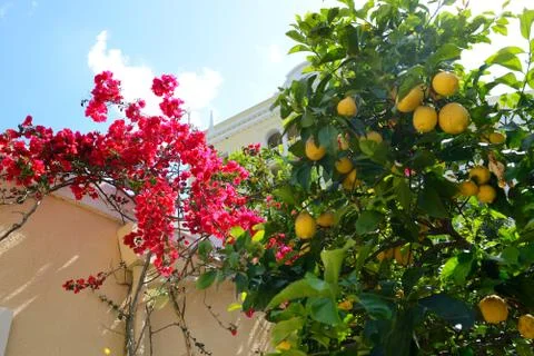 The Bougainvillea and lemon tree with yellow lemons, Corfu, Greece Stock Photos