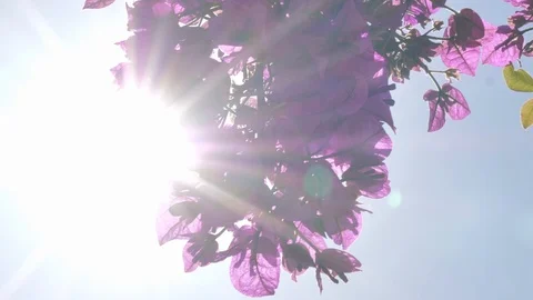 Bougainvillea back light close up Video stock 91093498