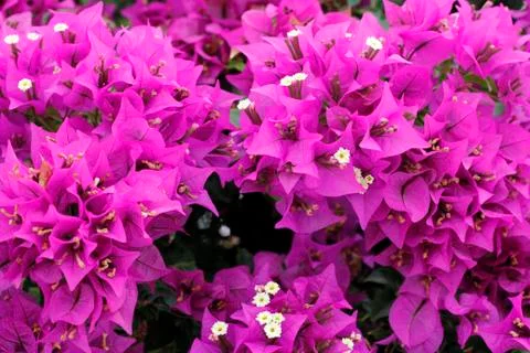 Bougainvillea background Stock Photos