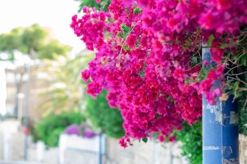 Bougainvillea in bloom in spring. Stock Photos