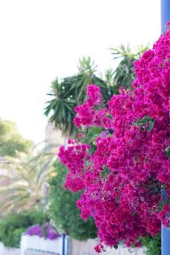 Bougainvillea in bloom in spring. Stock Photos