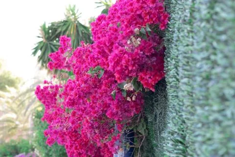 Bougainvillea in bloom in spring. Stock Photos