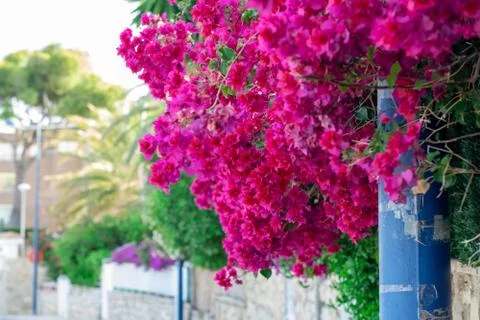 Bougainvillea in bloom in spring. Stock Photos