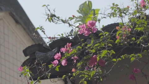 Bougainvillea blooming eaves Stock Footage 236286098