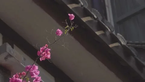 Bougainvillea, blossoms, eaves, ancient buildings Stock Footage 236286341