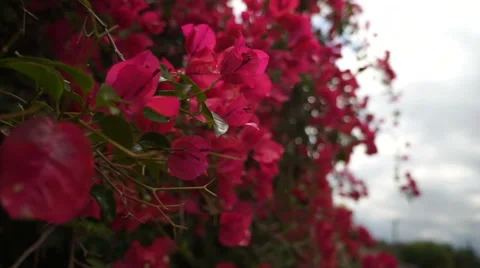 Bougainvillea blowing in the wind Video stock 64107787