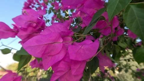Bougainvillea Bouquet On Tree Spring Background Stock Footage 339929327