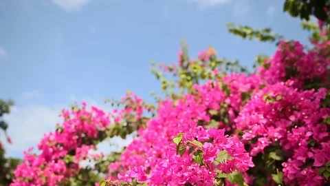 Bougainvillea bush against the sky in the garden. The eighth version Stock Footage
