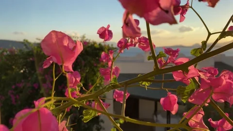 Bougainvillea bush in the wind Stock Footage 164710501